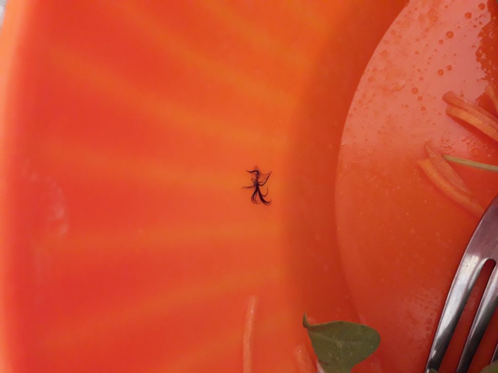 Peli/piuma o altro genere di traccia, magari vegetale non animale